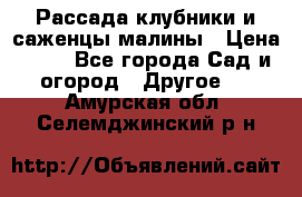 Рассада клубники и саженцы малины › Цена ­ 10 - Все города Сад и огород » Другое   . Амурская обл.,Селемджинский р-н